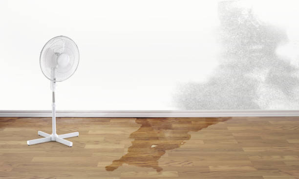 Best Mold removal after water damage  in Luling, LA